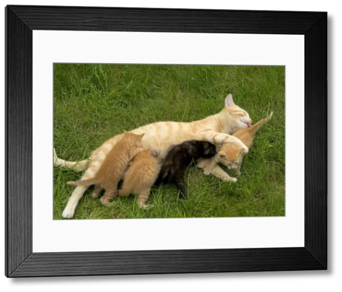 Framed Print : Cat - Ginger female with kittens suckling / feeding Framed Print : Cat - Ginger female with kittens suckling / feeding