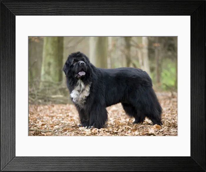 Framed Print : Newfoundland Dog Framed Print : Newfoundland Dog