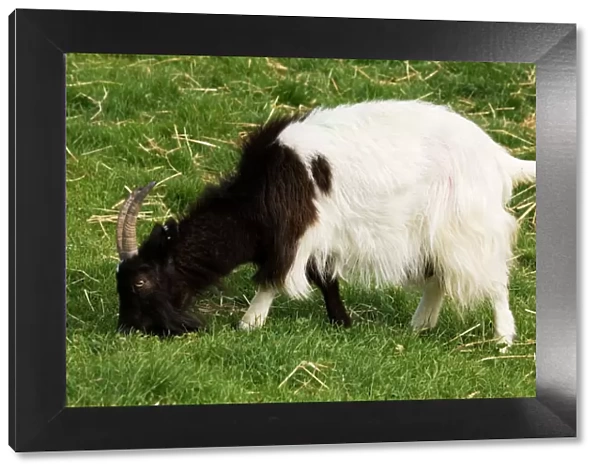 Black and white Bagot goat grazing. Cotswold Farm Park, UK