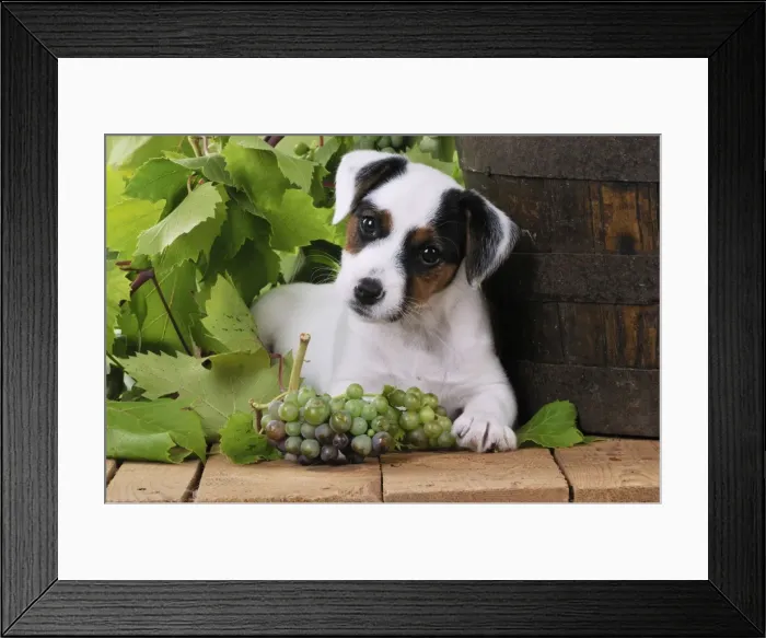 Framed Print : DOG. Parson jack russell terrier puppy next to barrel with grapes Framed Print : DOG. Parson jack russell terrier puppy next to barrel with grapes