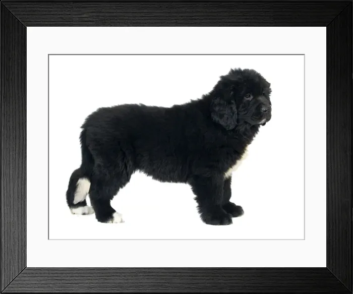 Framed Print : Newfoundland Dog Framed Print : Newfoundland Dog