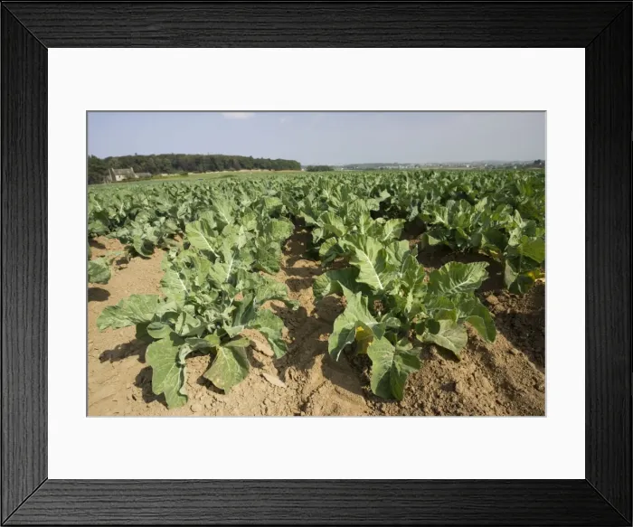 Framed Print : Field of cabbages near St Pol de Leon Brittany France Framed Print : Field of cabbages near St Pol de Leon Brittany France
