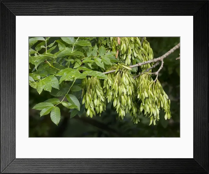 Framed Print : Ash Tree - cloe-up of leaves and fruit Framed Print : Ash Tree - cloe-up of leaves and fruit