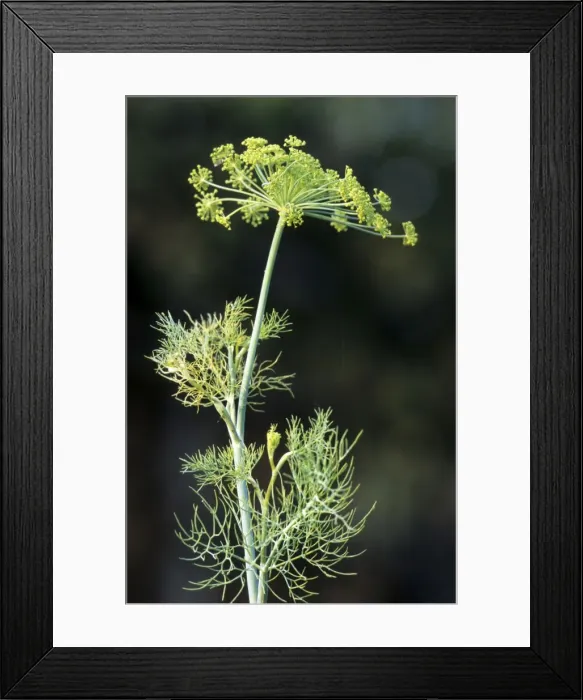 Framed Print : Fennel seed Framed Print : Fennel seed