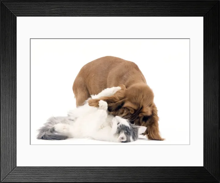 Framed Print : Norwegian kitten and English cocker spaniel puppy Framed Print : Norwegian kitten and English cocker spaniel puppy