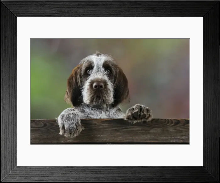Framed Print : DOG. Spinone puppy looking over fence Framed Print : DOG. Spinone puppy looking over fence