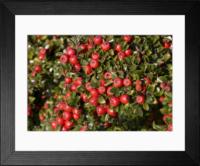 Framed Print : Bright red berries on Cotoneaster shrub Cotswolds UK Framed Print : Bright red berries on Cotoneaster shrub Cotswolds UK