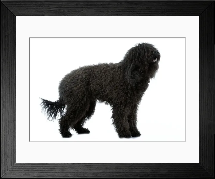 Framed Print : Dog - Barbet Framed Print : Dog - Barbet