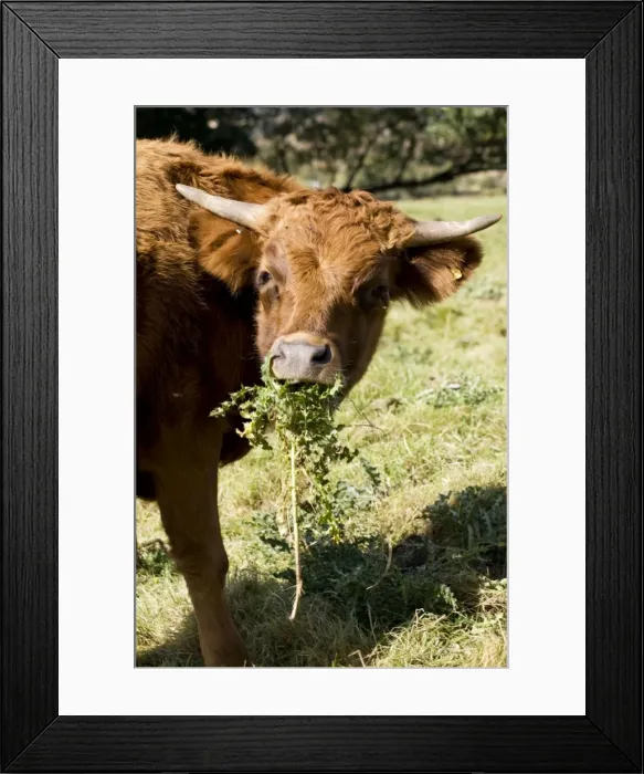 Framed Print : Brown Dexter Cow eating thistles in field Cotswolds UK Framed Print : Brown Dexter Cow eating thistles in field Cotswolds UK