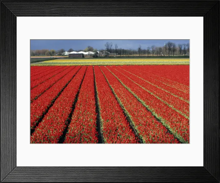 Framed Print : Tulip cultivate - Holland