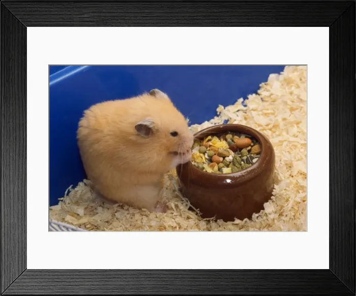 Framed Print : Hamster - eating from bowl Framed Print : Hamster - eating from bowl