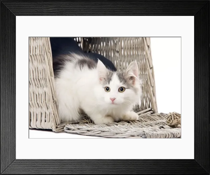 Framed Print : Norwegian kitten Framed Print : Norwegian kitten
