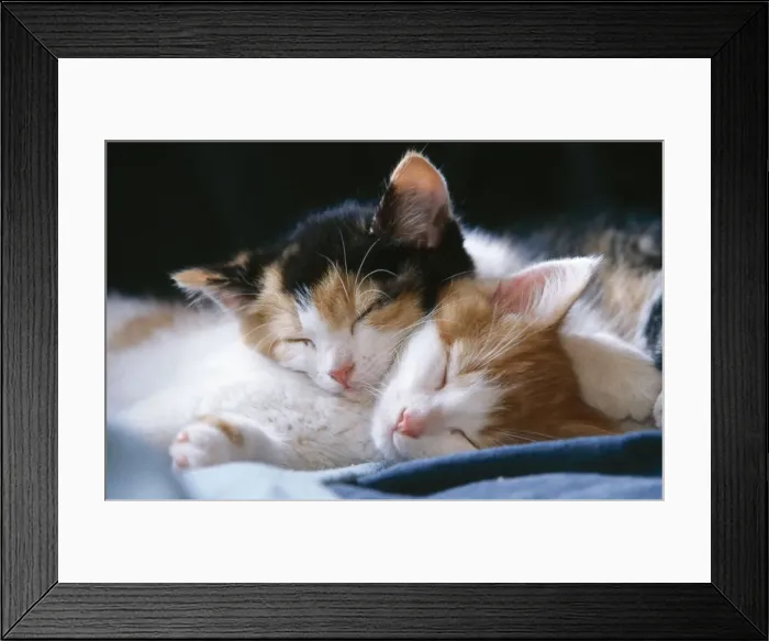 Framed Print : Cat - two kittens sleeping together Framed Print : Cat - two kittens sleeping together