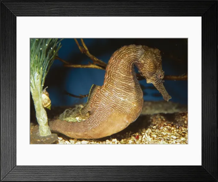 Framed Print : Lined Seahorse - Tropical Western Pacific Framed Print : Lined Seahorse - Tropical Western Pacific