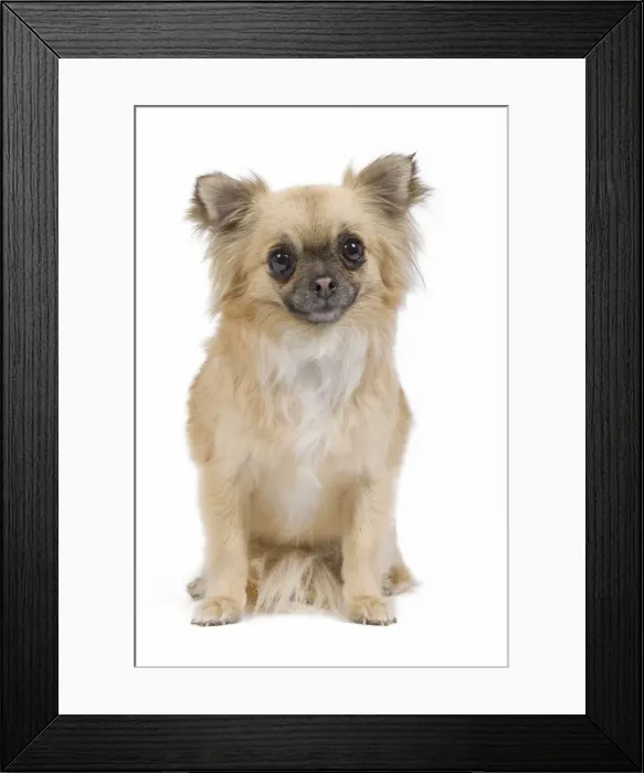 Framed Print : Dog - Long-haired Chihuahua in studio Framed Print : Dog - Long-haired Chihuahua in studio