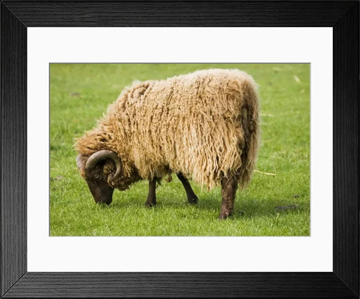 Framed Print : Shetland sheep grazing at Rare Breed Trust Cotswold Farm Park were probably brought to the Shetlands by the Viking settlers. Fleece shows considerable colour variation but produced fine wool which is knitted into quality knitwear