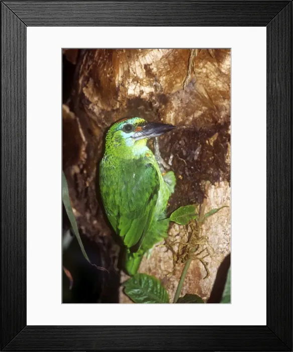 Framed Print : Red-throated Barbet - female excavating nest hole