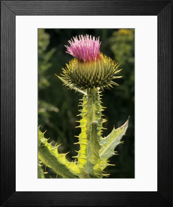 Framed Print : Cotton Thistle Framed Print : Cotton Thistle