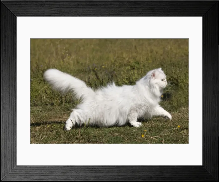 Framed Print : Cat - Persian Chinchilla Framed Print : Cat - Persian Chinchilla