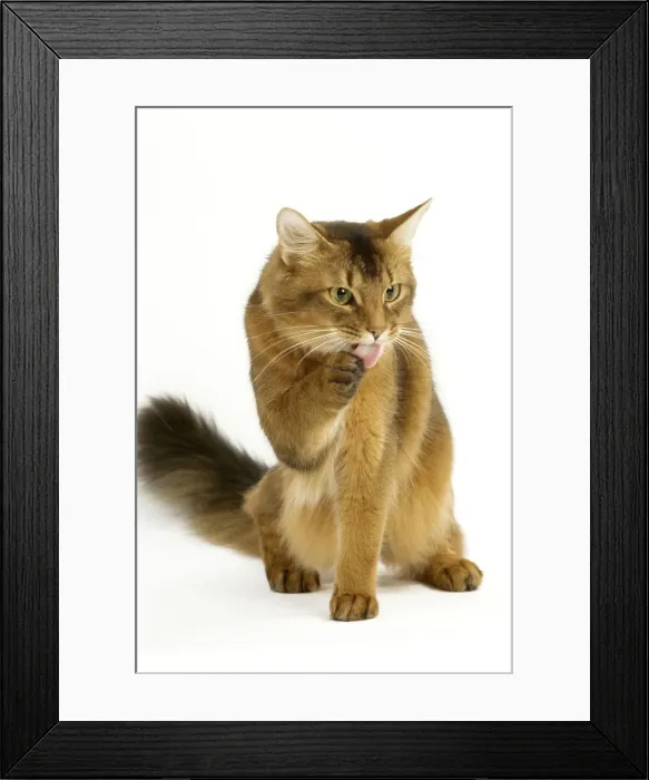 Framed Print : Cat - Somali in studio groomimg Framed Print : Cat - Somali in studio groomimg
