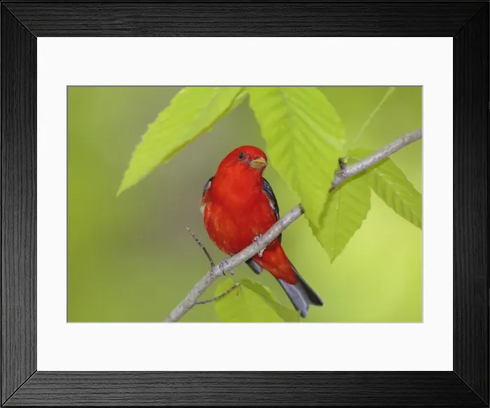 Framed Print : Scarlet Tanager - adult male in breeding plumage - spring - Connecticut - USA Framed Print : Scarlet Tanager - adult male in breeding plumage - spring - Connecticut - USA
