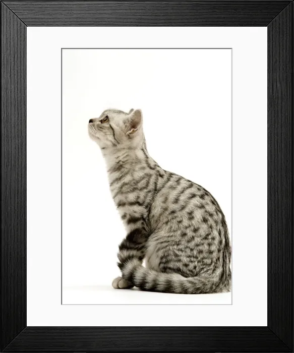 Framed Print : Cat - British shorthair silver spotted kitten in studio Framed Print : Cat - British shorthair silver spotted kitten in studio