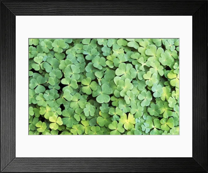 Framed Print : Clover. ME-1763. Clover. Johan De Meester Framed Print : Clover. ME-1763. Clover. Johan De Meester