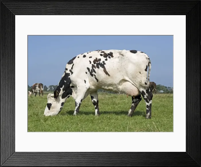 Framed Print : Normande tri-coloured cow grazing Normandy France Framed Print : Normande tri-coloured cow grazing Normandy France