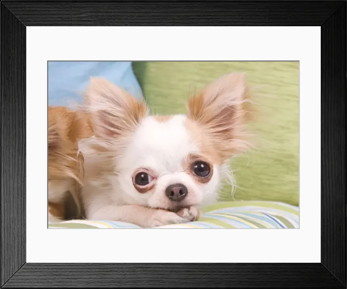 Framed Print : Dog - Long-haired Chihuahua Framed Print : Dog - Long-haired Chihuahua