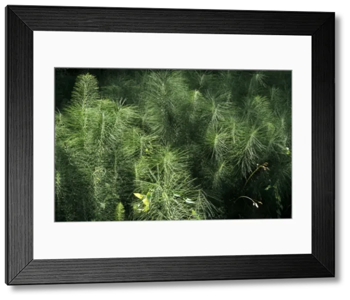 Framed Print : Wood Horsetail Framed Print : Wood Horsetail