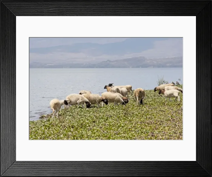 Framed Print : Sheep feeding on water hyacinth Lake Naivasha Kenya