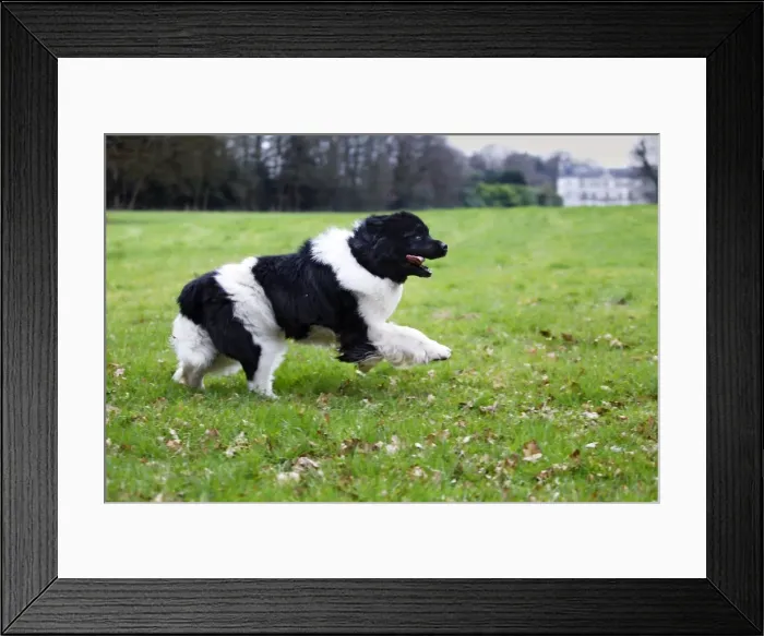 Framed Print : Newfoundland Dog Framed Print : Newfoundland Dog
