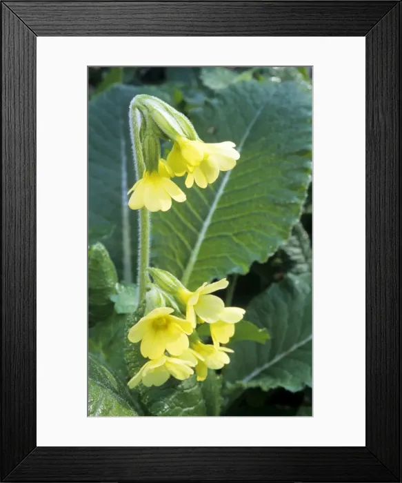 Framed Print : Oxlip. ME-1734. Oxlip. Primula elatior. Johan De Meester Framed Print : Oxlip. ME-1734. Oxlip. Primula elatior. Johan De Meester