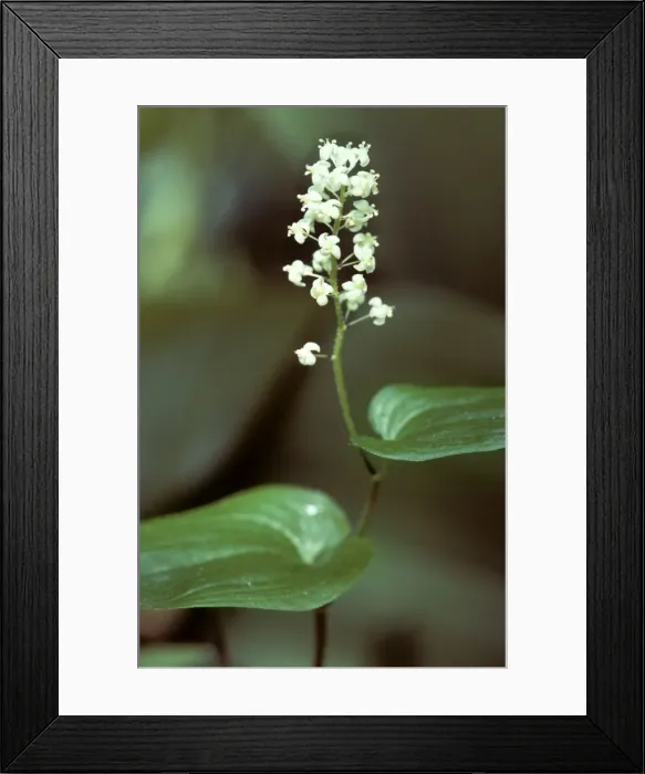 Framed Print : May Lily. ME-1762. May Lily. Maianthemum bifolium Framed Print : May Lily. ME-1762. May Lily. Maianthemum bifolium