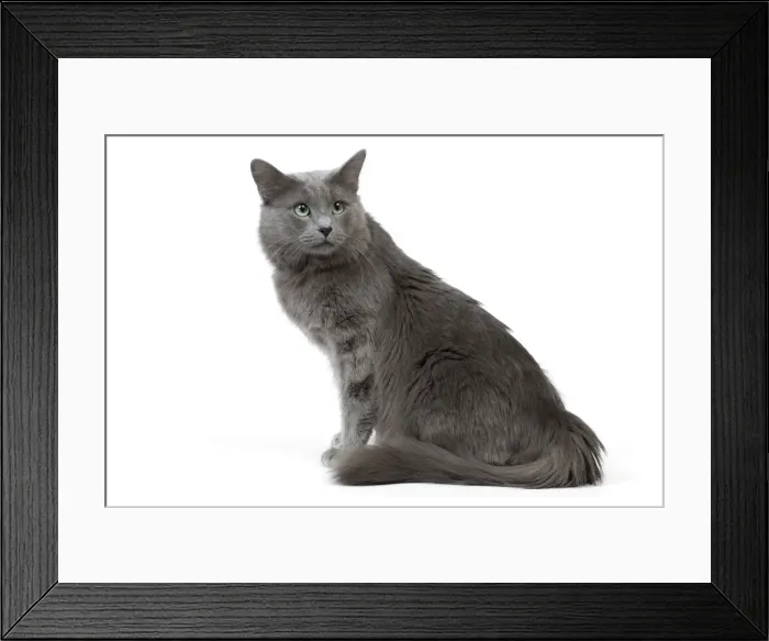 Framed Print : Cat - Nebelung in studio Framed Print : Cat - Nebelung in studio