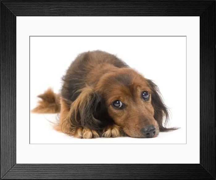 Framed Print : Long-Haired Dachshund / Teckel Dog - 15 year old in studio. Also known as Doxie / Doxies in the US Framed Print : Long-Haired Dachshund / Teckel Dog - 15 year old in studio. Also known as Doxie / Doxies in the US