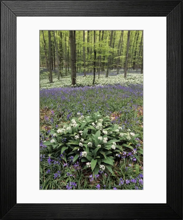 Framed Print : Bear's Garlic in forest Framed Print : Bear's Garlic in forest