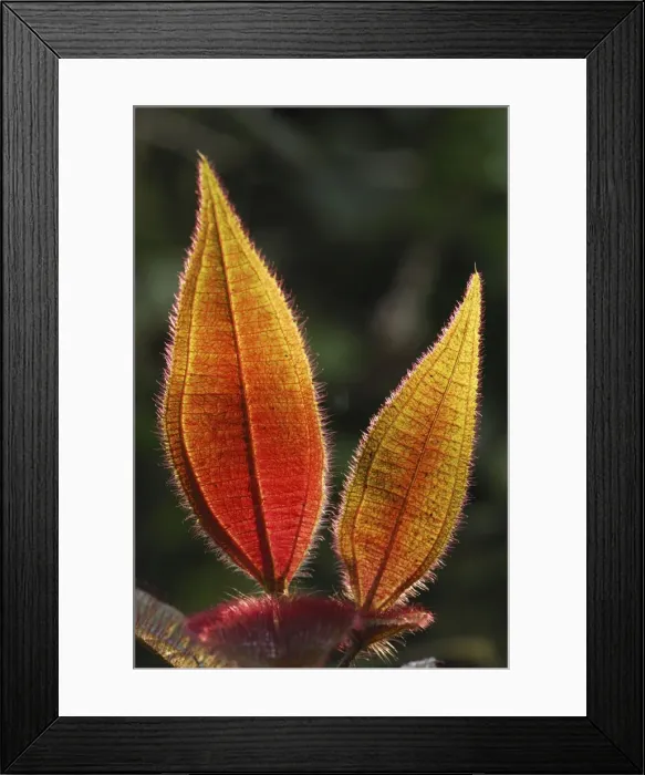 Framed Print : Hairy leaves (Melastomataceae) San Cipriano Reserve, Cauca, Colombia Framed Print : Hairy leaves (Melastomataceae) San Cipriano Reserve, Cauca, Colombia
