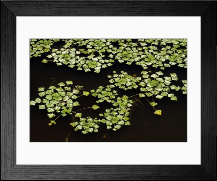 Framed Print : Water chestnut on pond Framed Print : Water chestnut on pond
