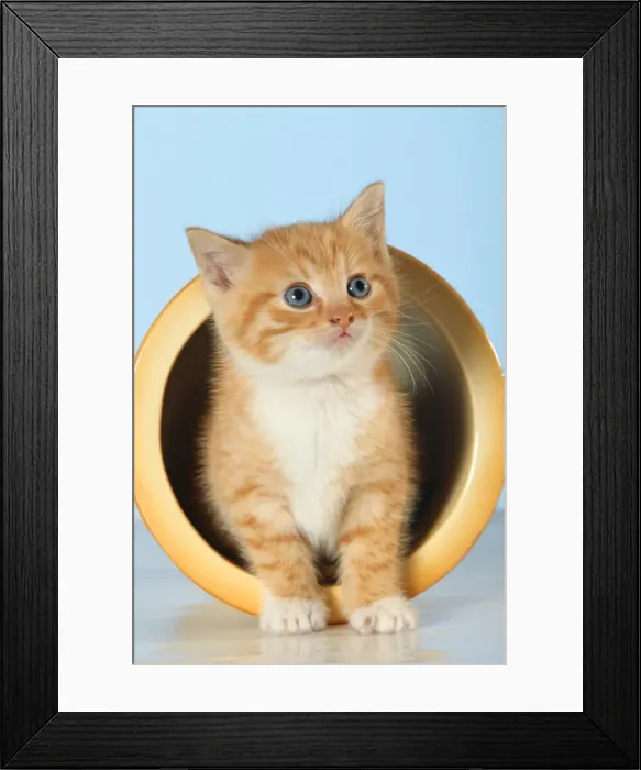 Framed Print : Marmalade and White Kitten ME 913 Cat emerging from pot © Johan De Meester / ARDEA LONDON Framed Print : Marmalade and White Kitten ME 913 Cat emerging from pot © Johan De Meester / ARDEA LONDON
