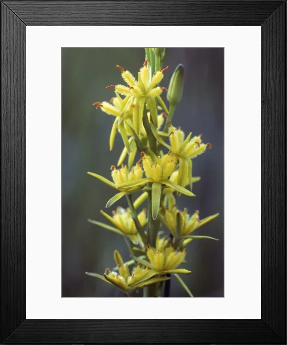 Framed Print : Bog Asphodel Framed Print : Bog Asphodel