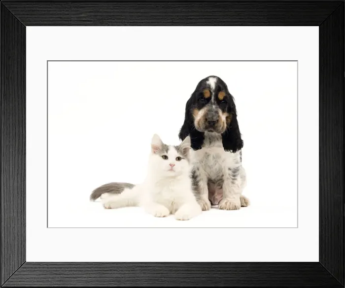 Framed Print : Norwegian kitten and English cocker spaniel puppy Framed Print : Norwegian kitten and English cocker spaniel puppy