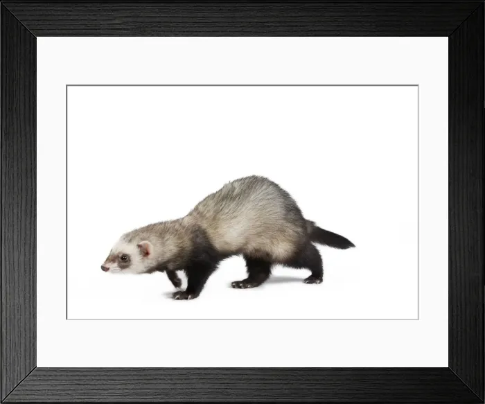 Framed Print : Ferret - sable colouration - in studio Framed Print : Ferret - sable colouration - in studio