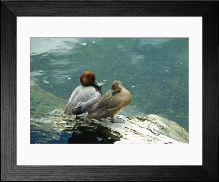 Framed Print : Pochard Duck - pair Framed Print : Pochard Duck - pair