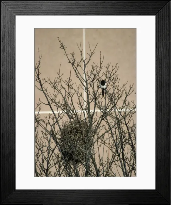 Framed Print : Magpie - urban nest site Framed Print : Magpie - urban nest site