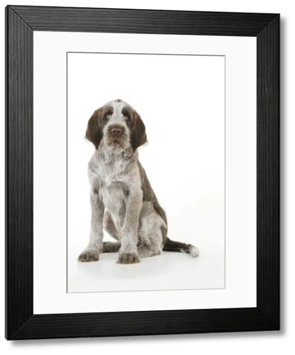 Framed Print : DOG. Spinone puppy sitting down Framed Print : DOG. Spinone puppy sitting down
