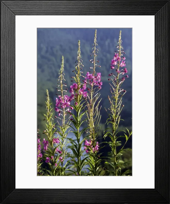 Framed Print : Rosebay Willow-herb Framed Print : Rosebay Willow-herb