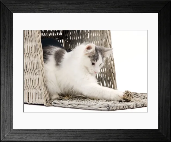 Framed Print : Norwegian kitten Framed Print : Norwegian kitten