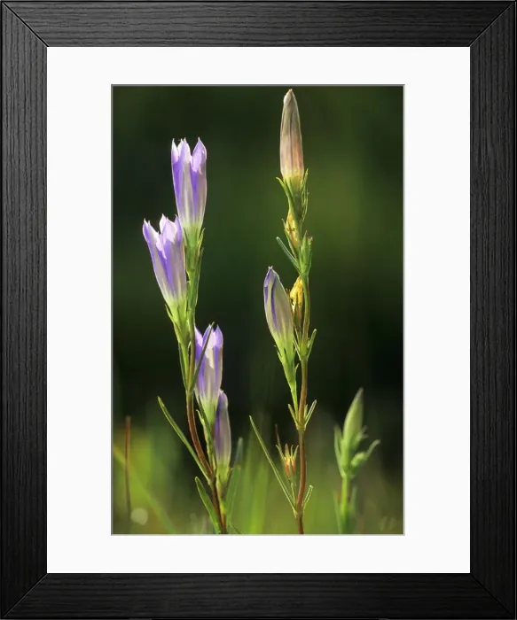Framed Print : Marsh Gentian Framed Print : Marsh Gentian
