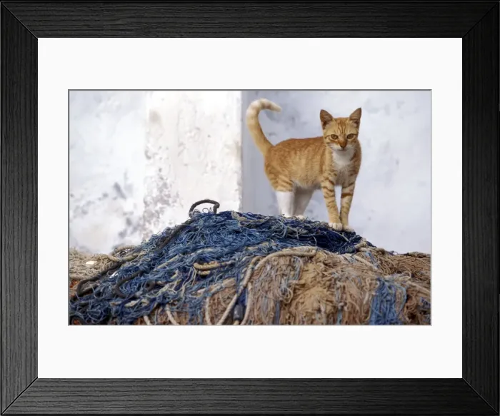 Framed Print : Cat - ginger tabby & white on top of fishing nets. Lamu - Kenya - Africa Framed Print : Cat - ginger tabby & white on top of fishing nets. Lamu - Kenya - Africa